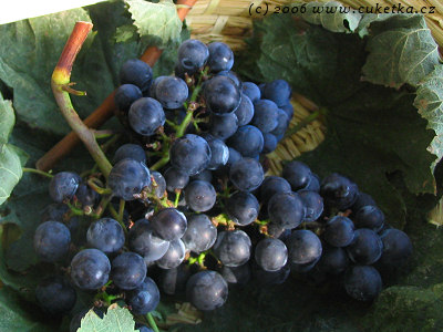 Odrůdy vín - mini atlas